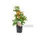 Tomate Cherry Redondo M13