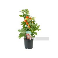 Tomate Cherry Redondo M13