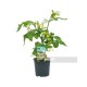 Tomate Cherry Corazon M13