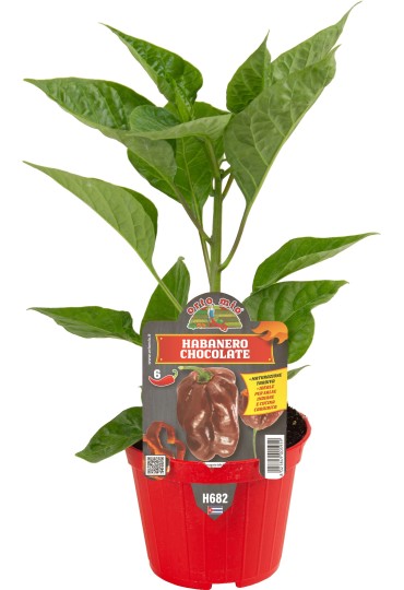 BATLLE PIMIENTO GUINDILLA VERDE