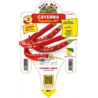 Pimiento Largo Cayenna M14