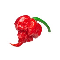 Pimiento Picante Carolina Reaper