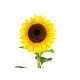 Girasol M11