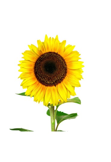 Girasol M11