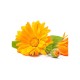 Calendula M11