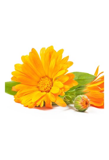 Calendula M11