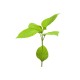 Shiso Verde Eco M11