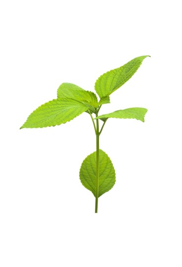 Shiso Verde Eco M11