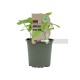Shiso Verde Eco M11