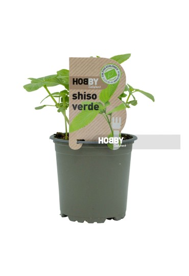 Shiso Verde Eco M11