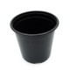 Tomate Negro De Santiago M11