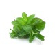 Menta Chocolate Eco M11