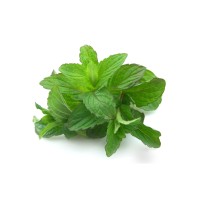 Menta Chocolate Eco M11