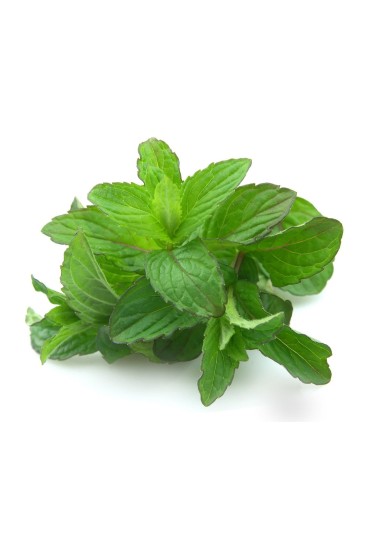 Menta Chocolate Eco M11