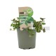 Menta Chocolate Eco M11