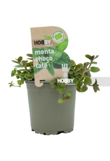 Menta Chocolate Eco M11