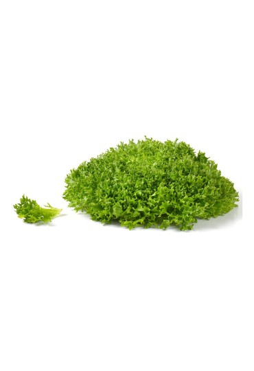 Lechuga Multihoja Verde M11