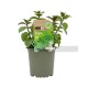 Menta Eco M11