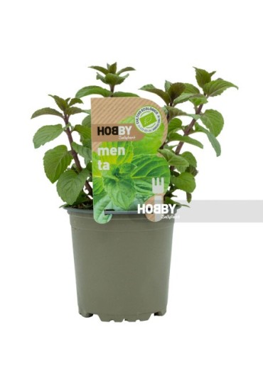 Menta Eco M11