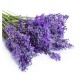 Lavanda Eco