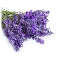 Lavanda Eco