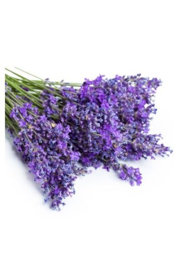 Lavanda Eco