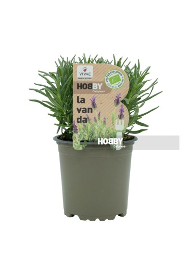 Lavanda Eco