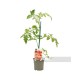 Tomate Cuor Di Bue Eco