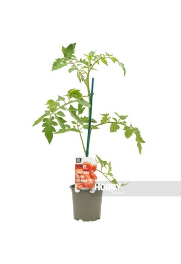 Tomate Cuor Di Bue Eco