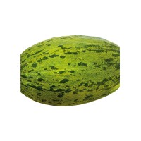 Melon Piel De Sapo F1 Inj