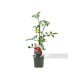 Tomate Cherry Morenito Injertado M11