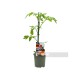 Tomate Marmande Azul M11