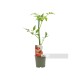 Tomate Rosa Beef M11