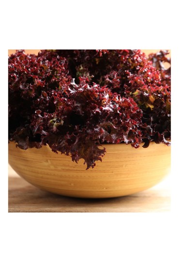 Lechuga Multihoja Roja M11