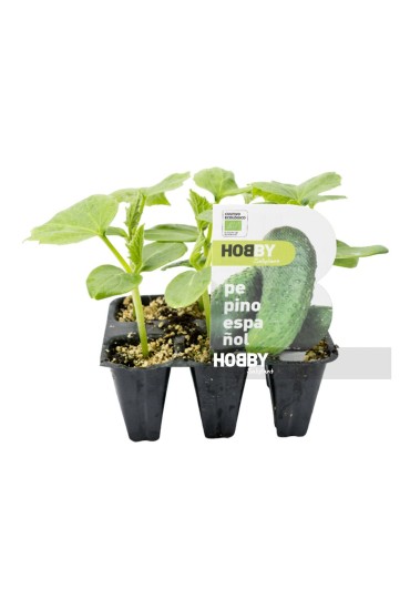 Pepino Español Pack 6 Eco