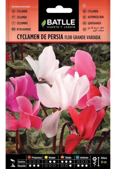 Batlle Cyclamen Persia Variado