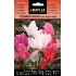 Batlle Cyclamen Persia Variado