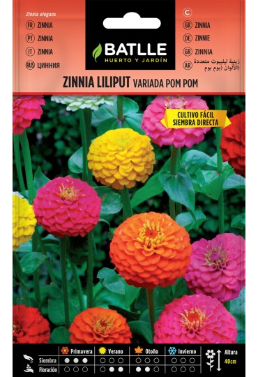 Batlle  Zinnia Liliput
