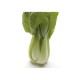 Pak Choi Pack 12
