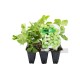 Guisante Pack 6 Eco