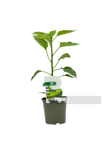 Pimiento Italiano F1 Eco M11