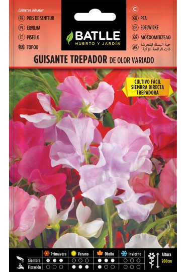 Batlle Guisante Trepador De Olor Var