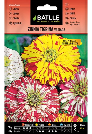 Batlle Zinnia Tigrina