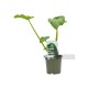 Calabacin Verde Eco M11