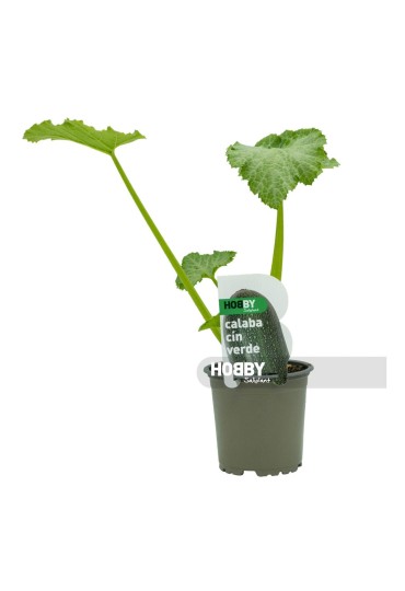 Calabacin Verde Eco M11