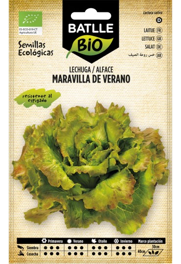 Batlle Lechuga Maravilla De Verano Eco