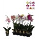 Orquidea / Phalaenopsis 1 Vara