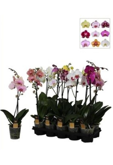 Orquidea / Phalaenopsis 1 Vara