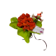 Begonia Regalo Dia De La Madre