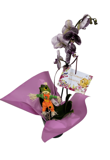 Orquidea Con Maceta  "Día De La Madre"